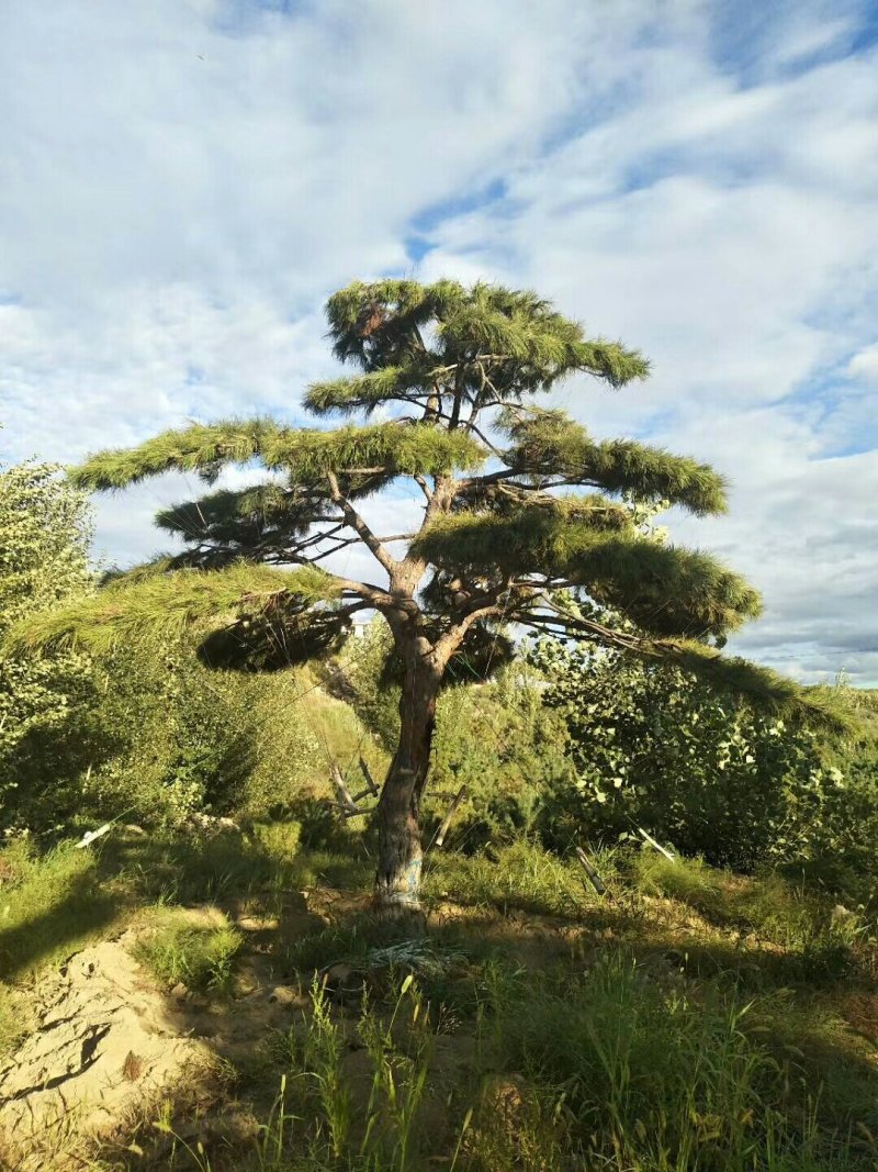 造型松树