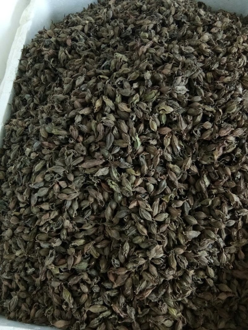 野蚕豆