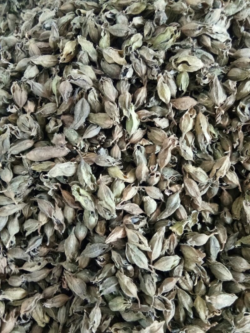 野蚕豆