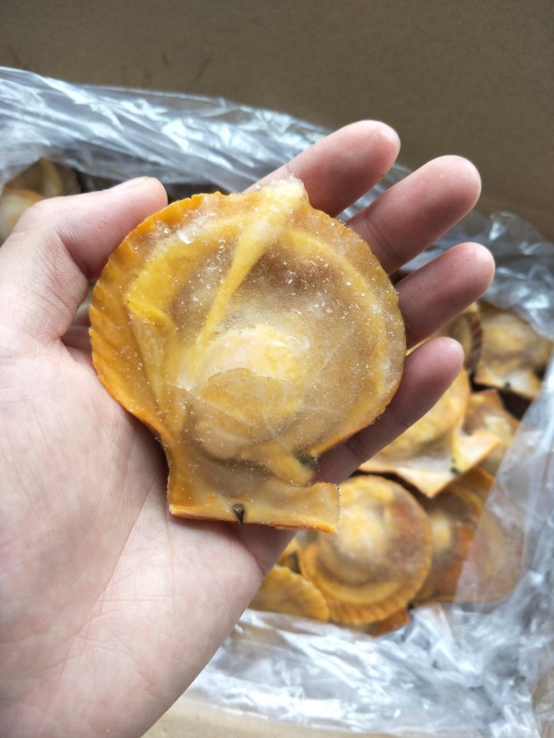 黄金贝