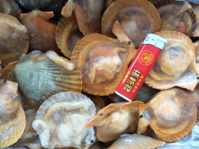 黄金贝