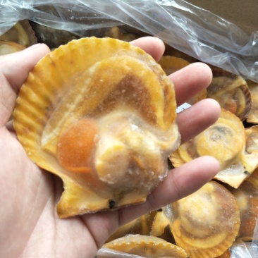 黄金贝