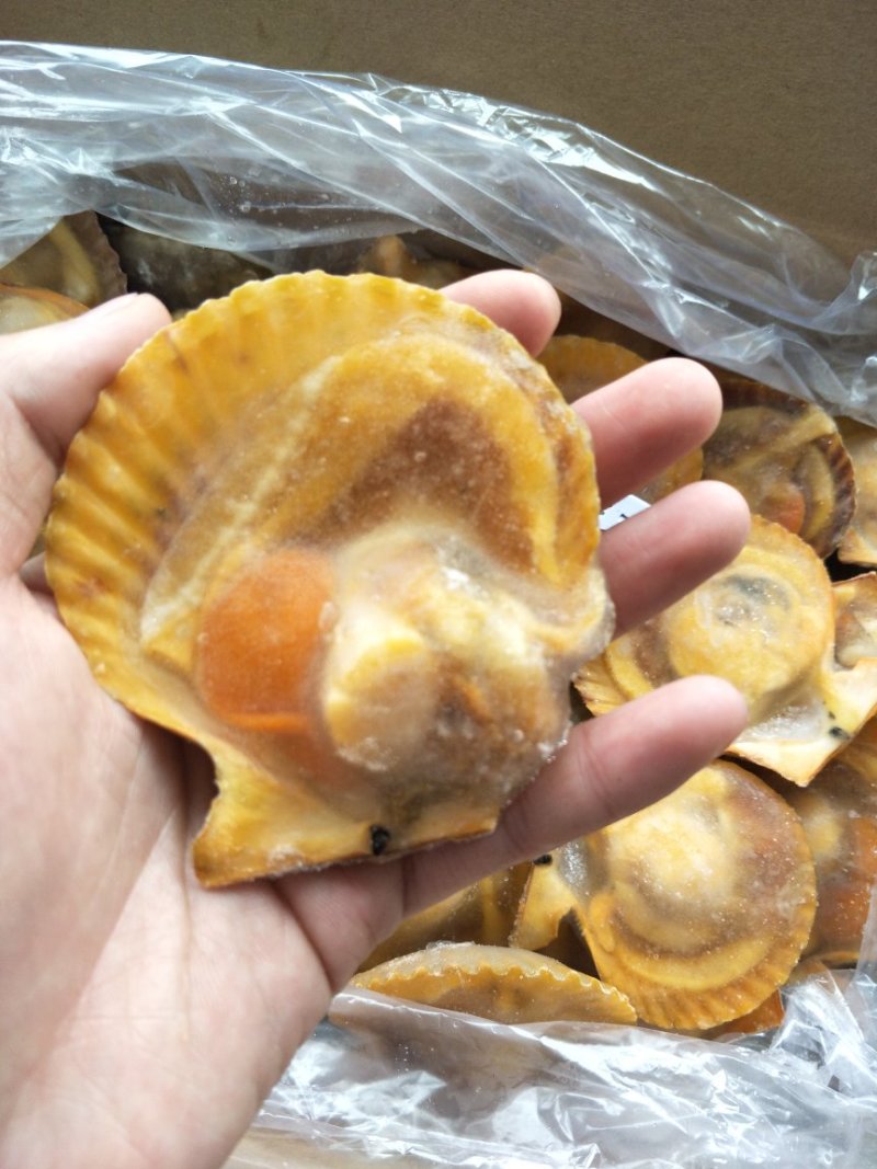 黄金贝