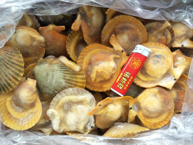 黄金贝
