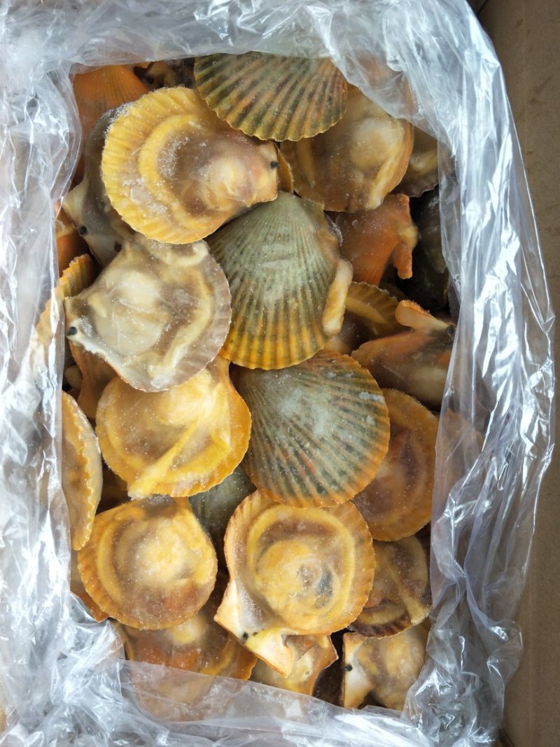 黄金贝