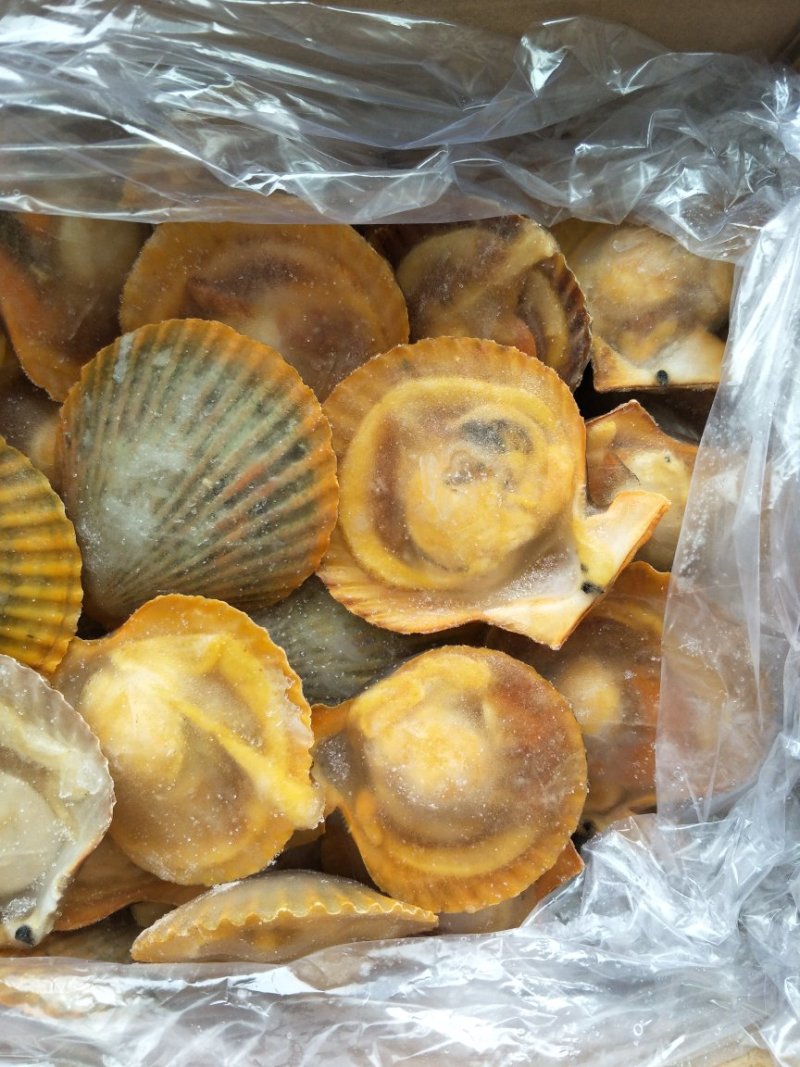 黄金贝
