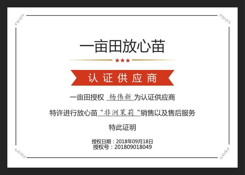 精品非洲茉莉广东茉莉，现挖现发易成活，提供技术可发全国