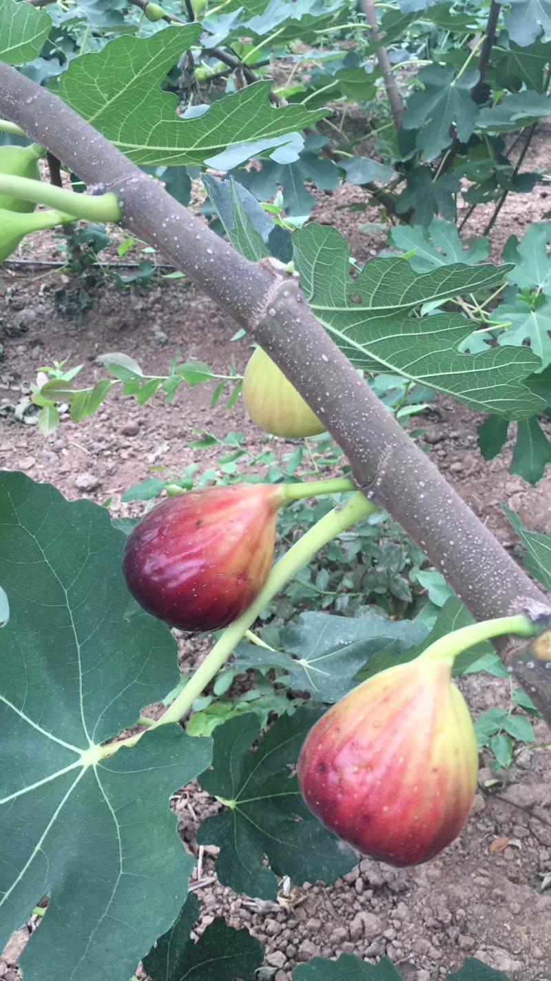 波姬红无花果苗，金傲芬，大青皮，斯特拉，芭劳奈无花果苗