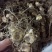 姜型多花甜黄精块茎苗，入药典品种，产地常年购销块茎和种苗