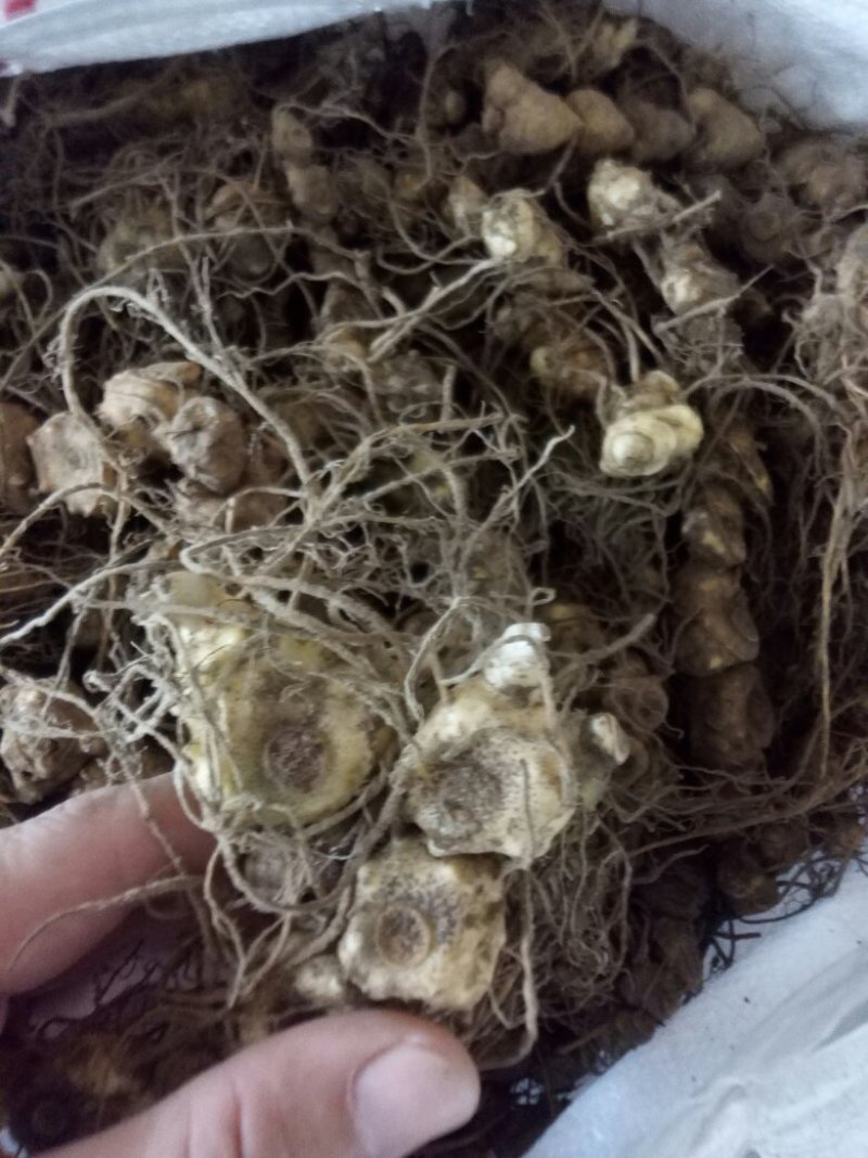 姜型多花甜黄精块茎苗，入药典品种，产地常年购销块茎和种苗