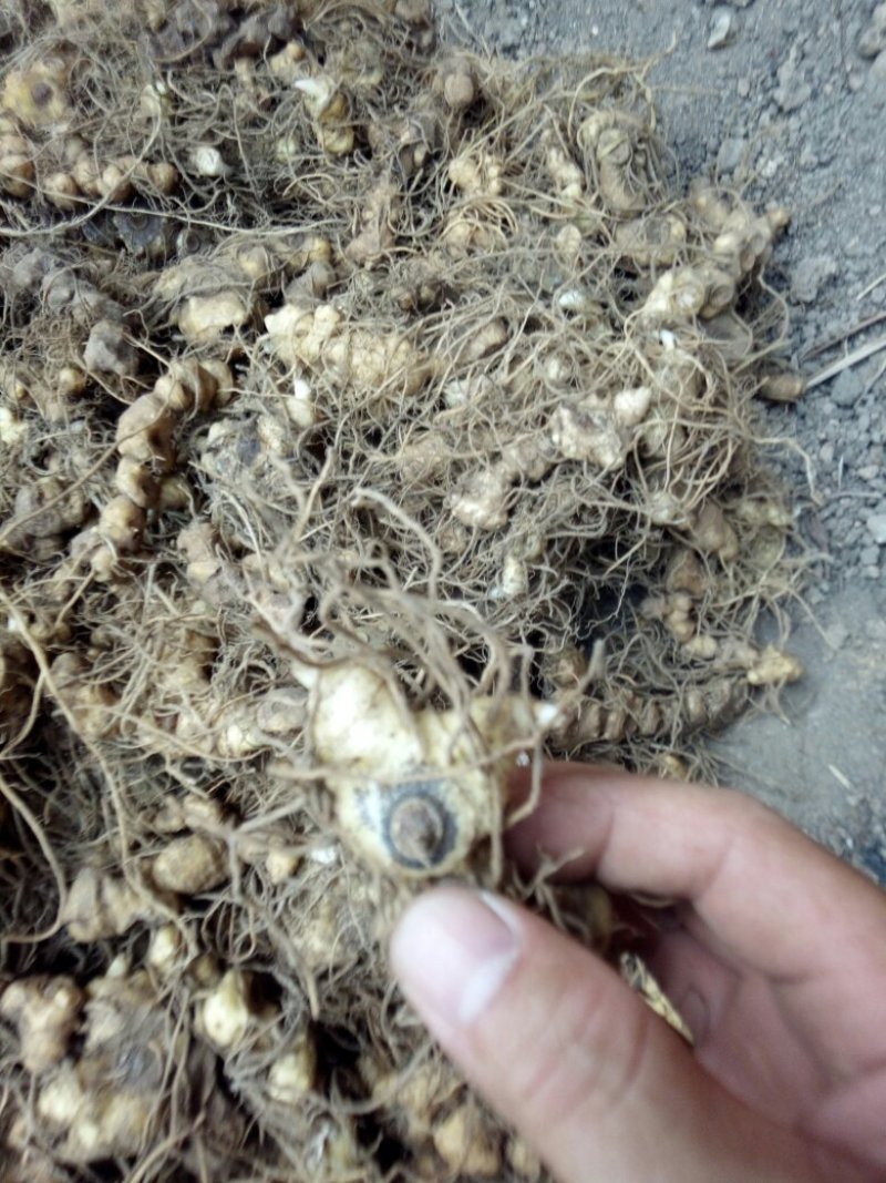 姜型多花甜黄精块茎苗，入药典品种，产地常年购销块茎和种苗
