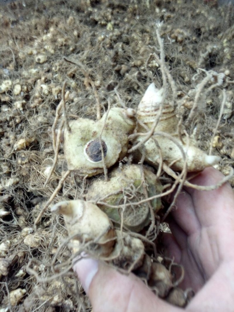 姜型多花甜黄精块茎苗，入药典品种，产地常年购销块茎和种苗