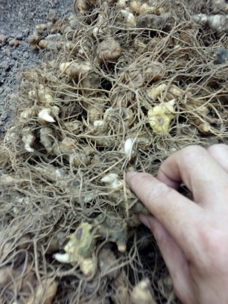 姜型多花甜黄精块茎苗，入药典品种，产地常年购销块茎和种苗