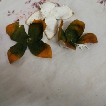 干货橙皮，三片四片A货。