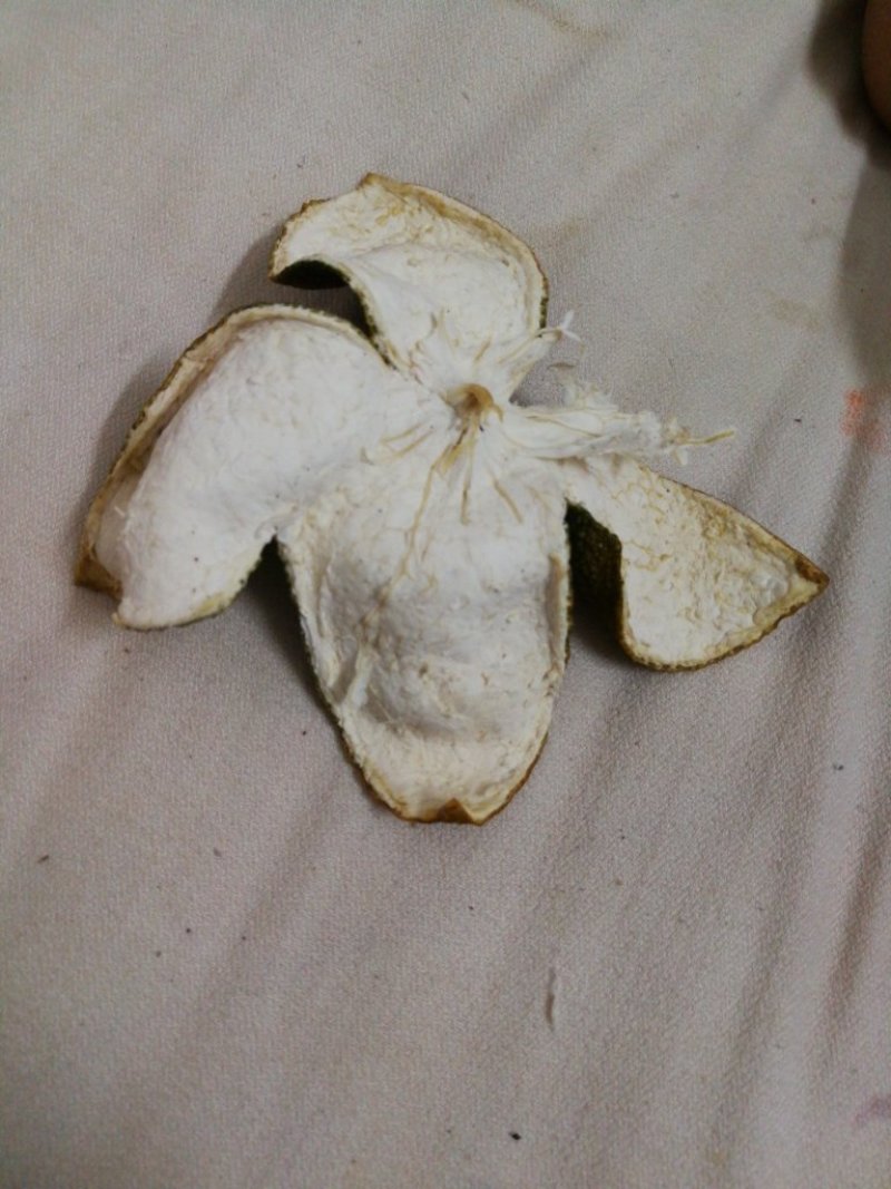 干货橙皮，三片四片A货。