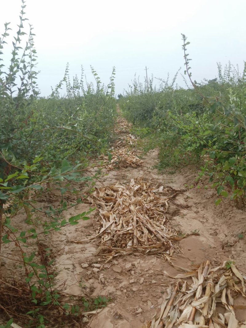 连翘树，药用连翘树，山西连翘树基地，一年连翘苗