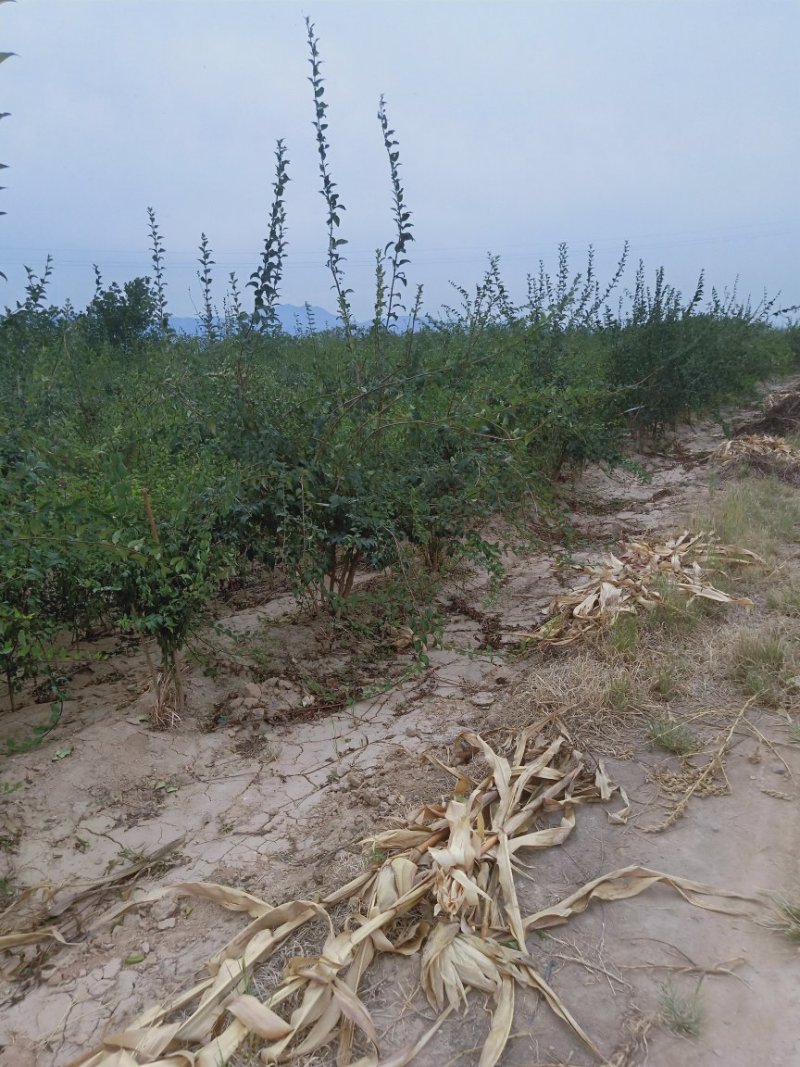 连翘树，药用连翘树，山西连翘树基地，一年连翘苗