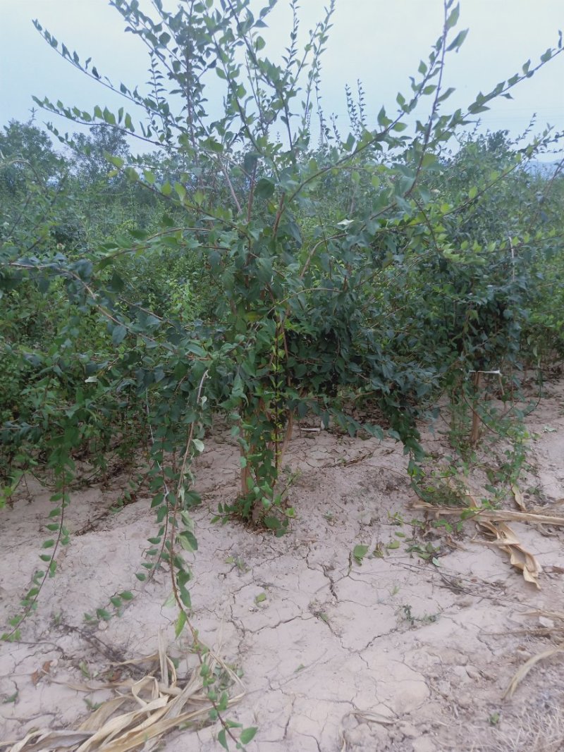 连翘树，药用连翘树，山西连翘树基地，一年连翘苗