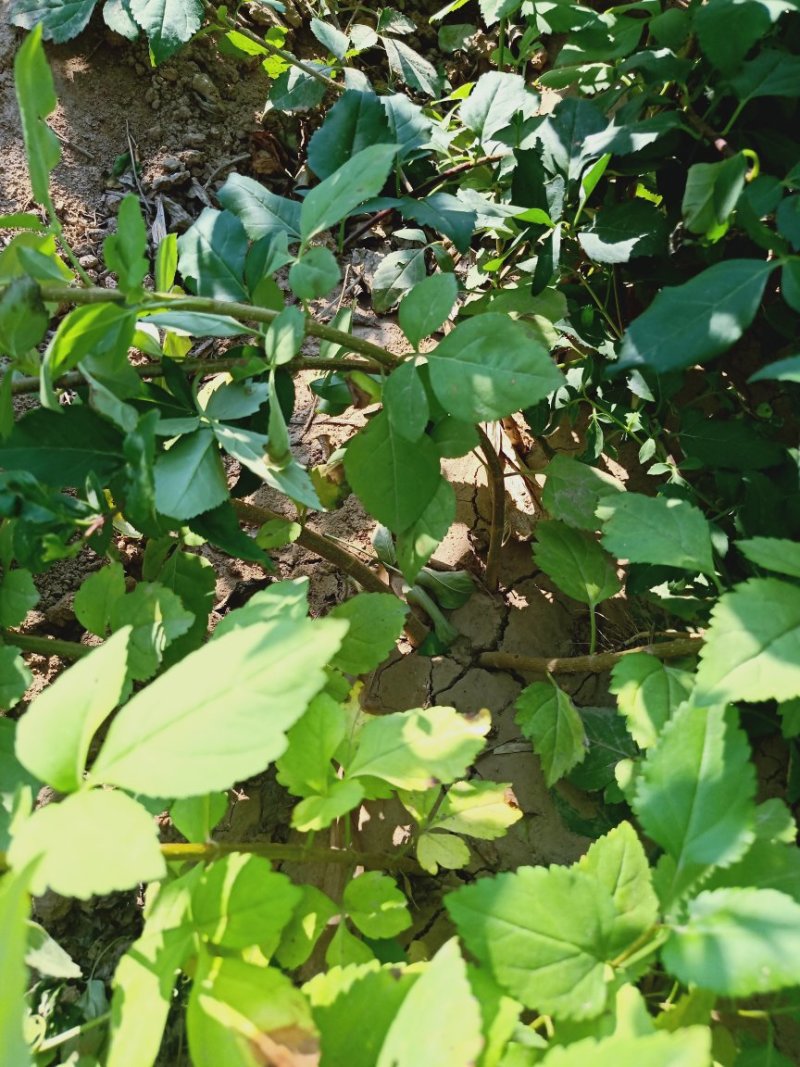 连翘树，药用连翘树，山西连翘树基地，一年连翘苗