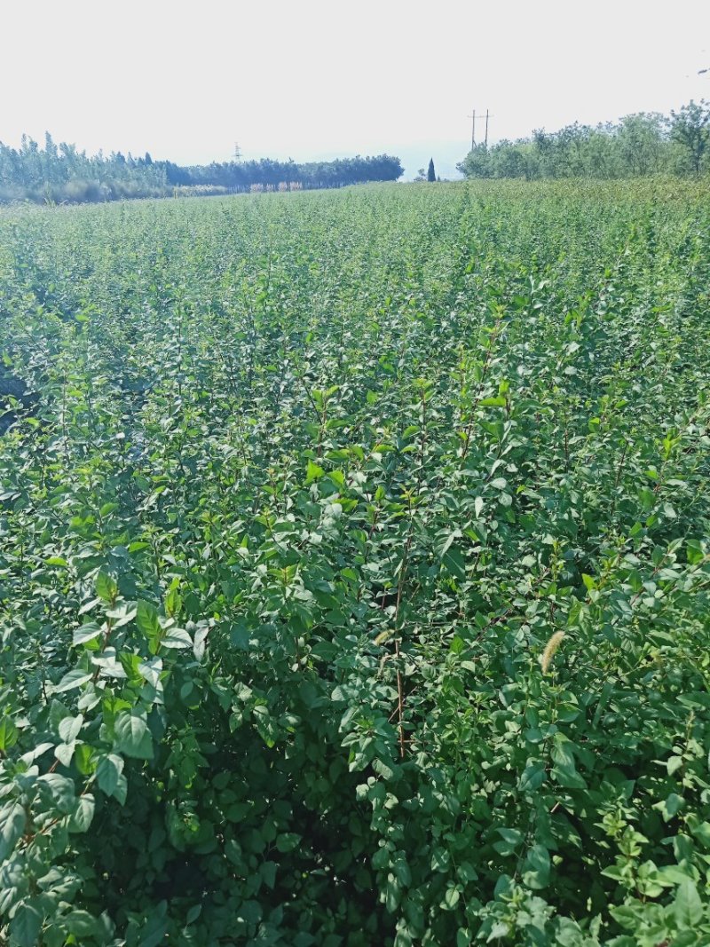 连翘树，药用连翘树，山西连翘树基地，一年连翘苗