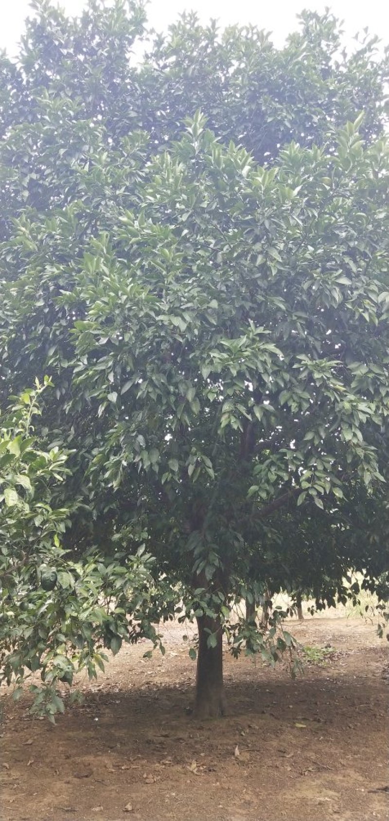 香橼