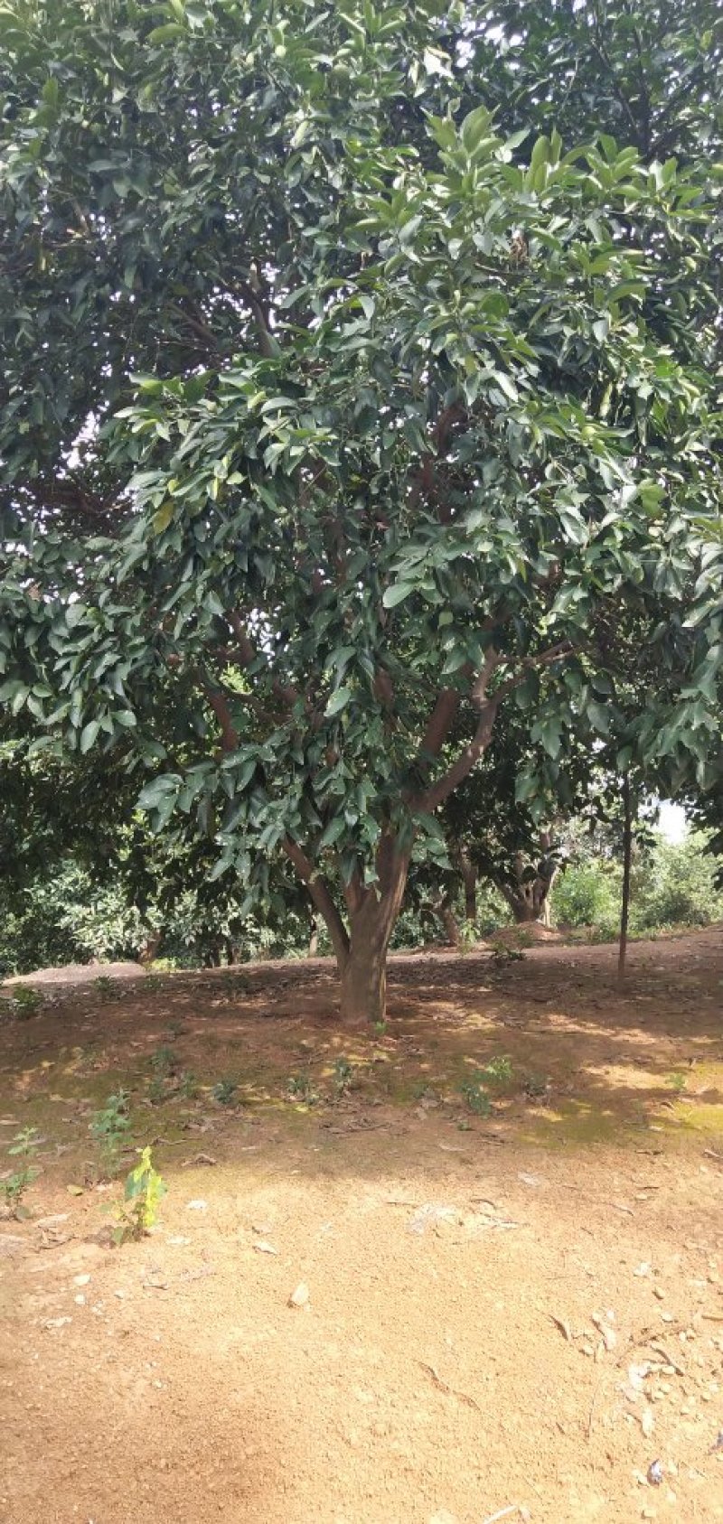 香橼