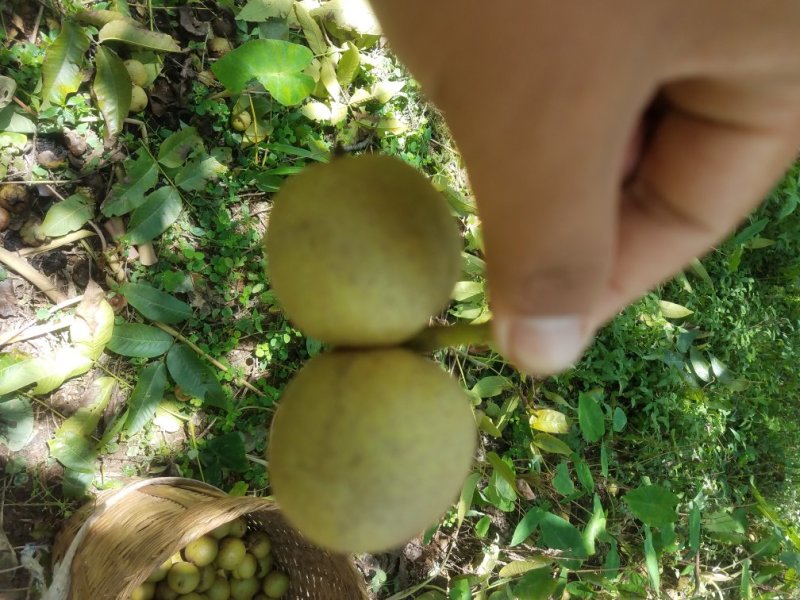 核桃