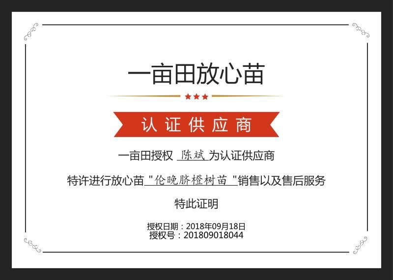 伦晚脐橙树苗狗橘头红橘头晚熟品种化渣