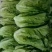 河北永年精品意大利生菜大量供应中5两~6两