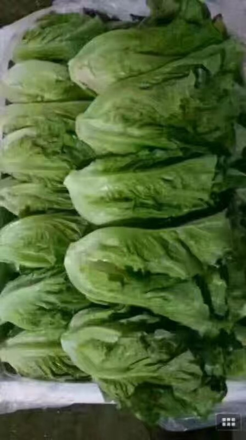 河北永年精品意大利生菜大量供应中5两~6两