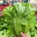 河北永年精品意大利生菜大量供应中5两~6两