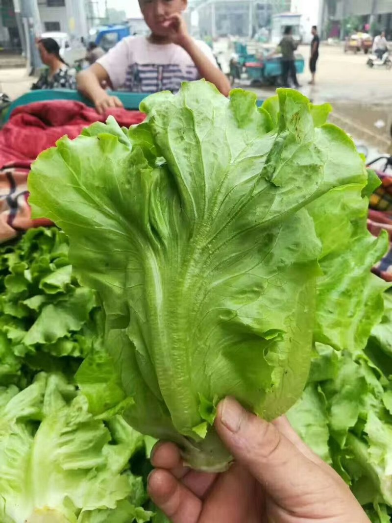 河北永年精品意大利生菜大量供应中5两~6两
