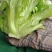 河北永年精品意大利生菜大量供应中5两~6两