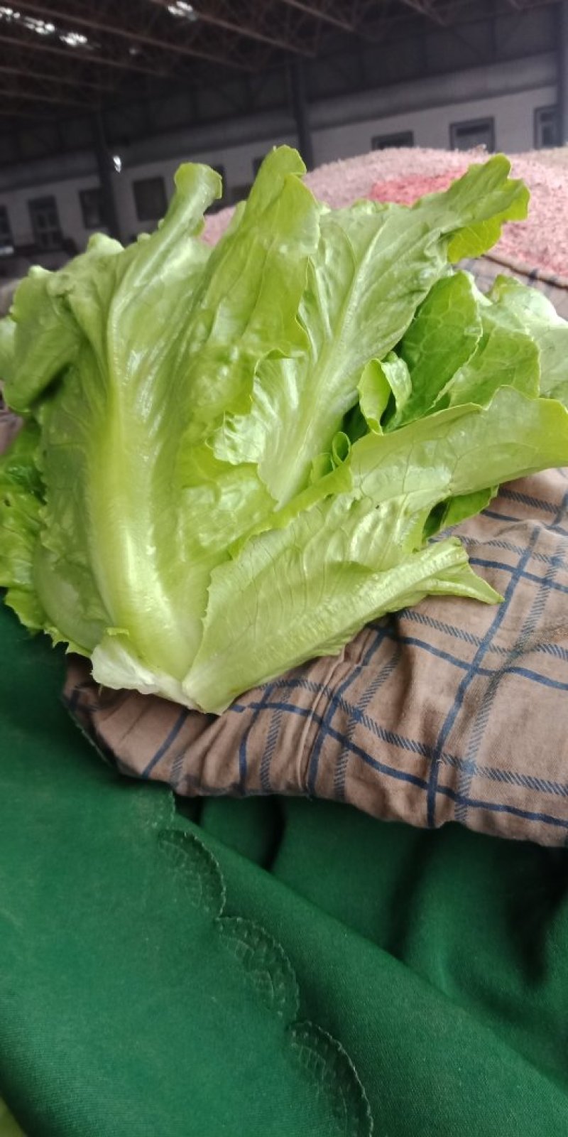 河北永年精品意大利生菜大量供应中5两~6两