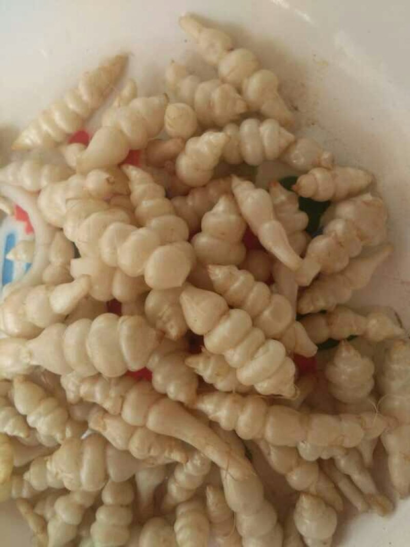 螺丝菜