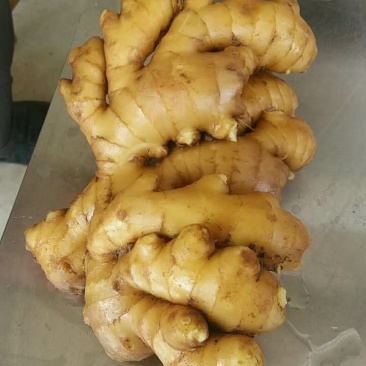 江苏供应大黄姜，小黄姜，代存入库，窖口出租