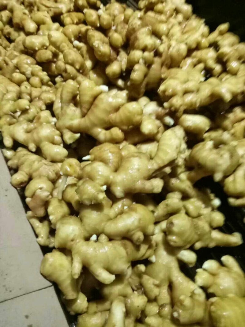 江苏供应大黄姜，小黄姜，代存入库，窖口出租