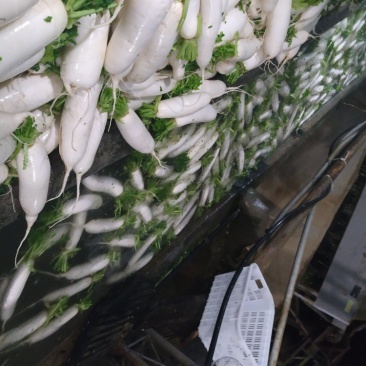 精品高山恩施富硒白萝卜