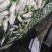 精品高山恩施富硒白萝卜