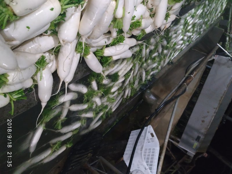 精品高山恩施富硒白萝卜