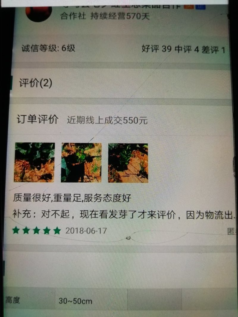 赣南脐橙苗纽荷尔橙子苗/高甜丰产/升级版品纽荷尔！