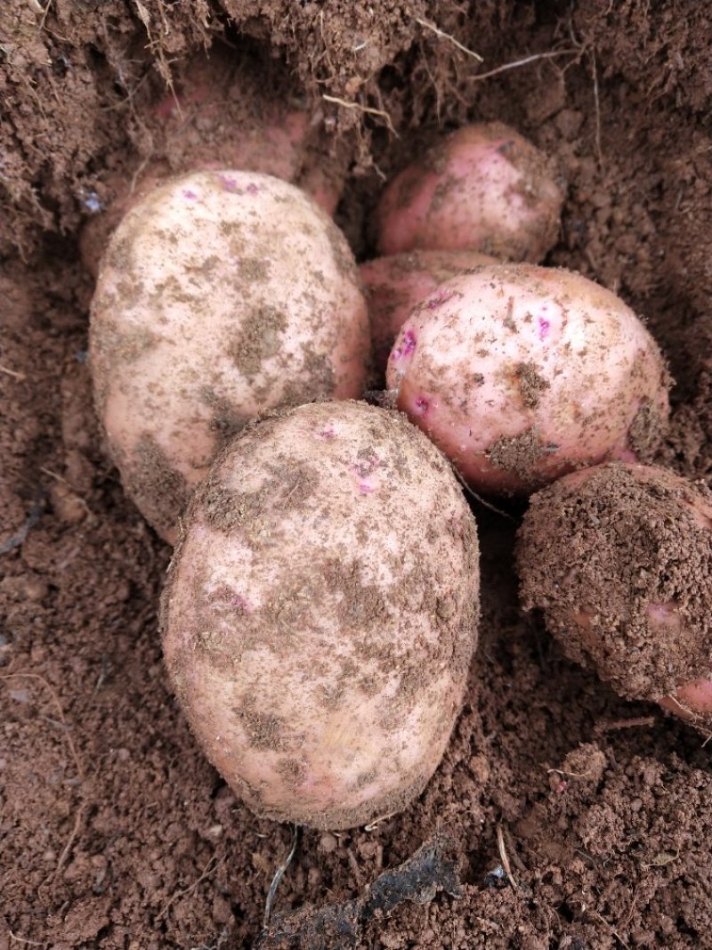 高原合作88种薯