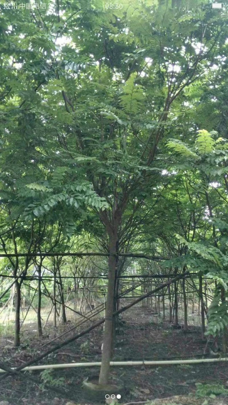 麻楝