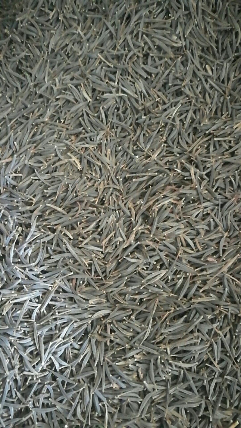 产地供应波斯菊种子