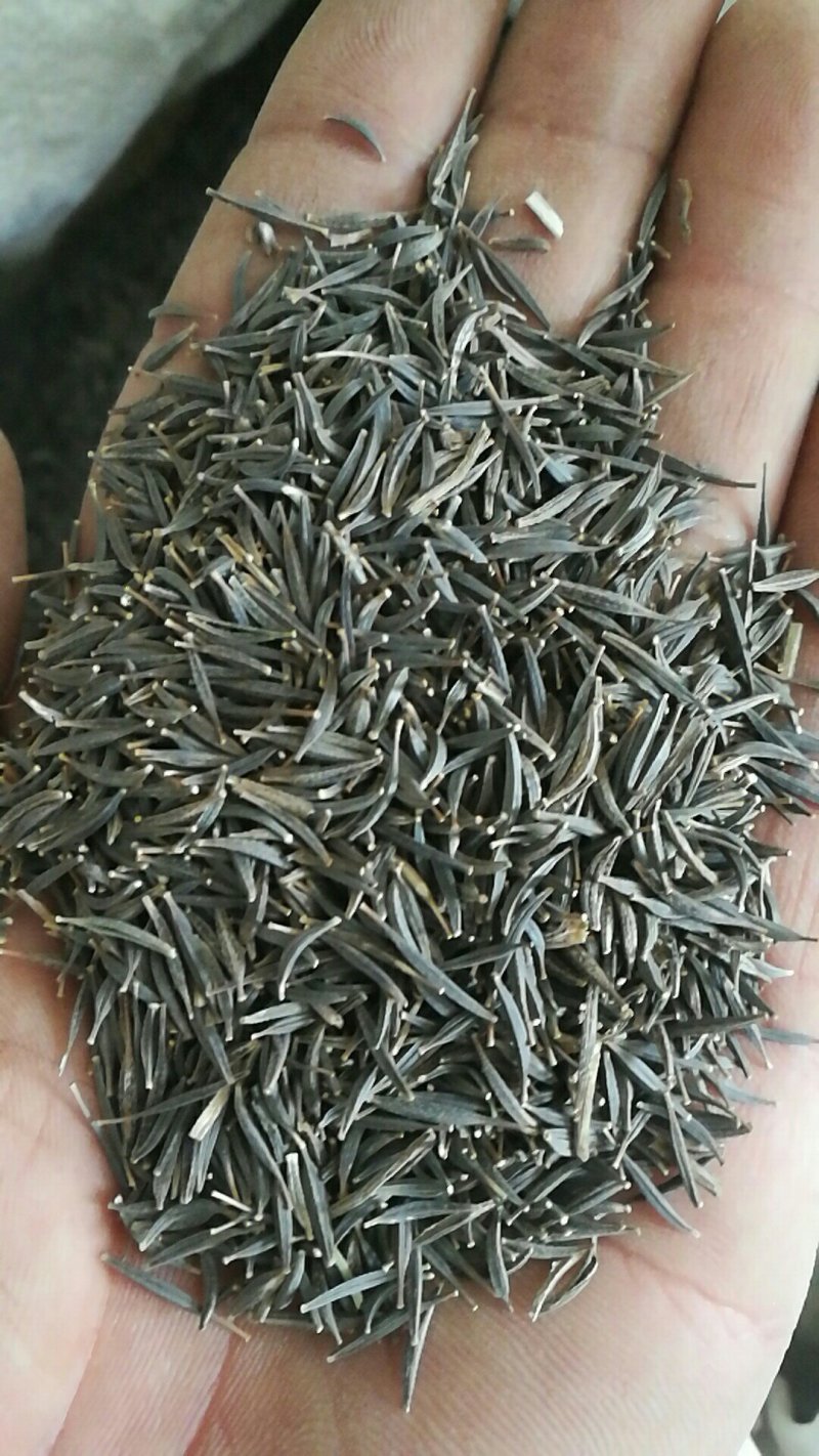 产地供应波斯菊种子