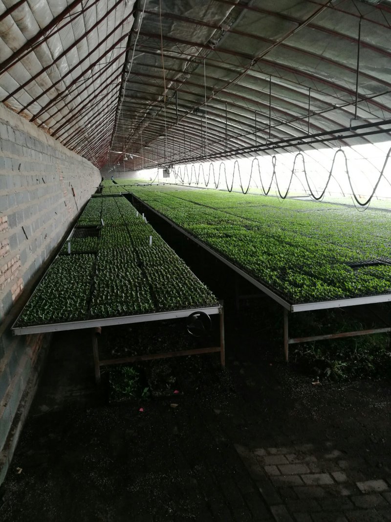 产地供应波斯菊种子
