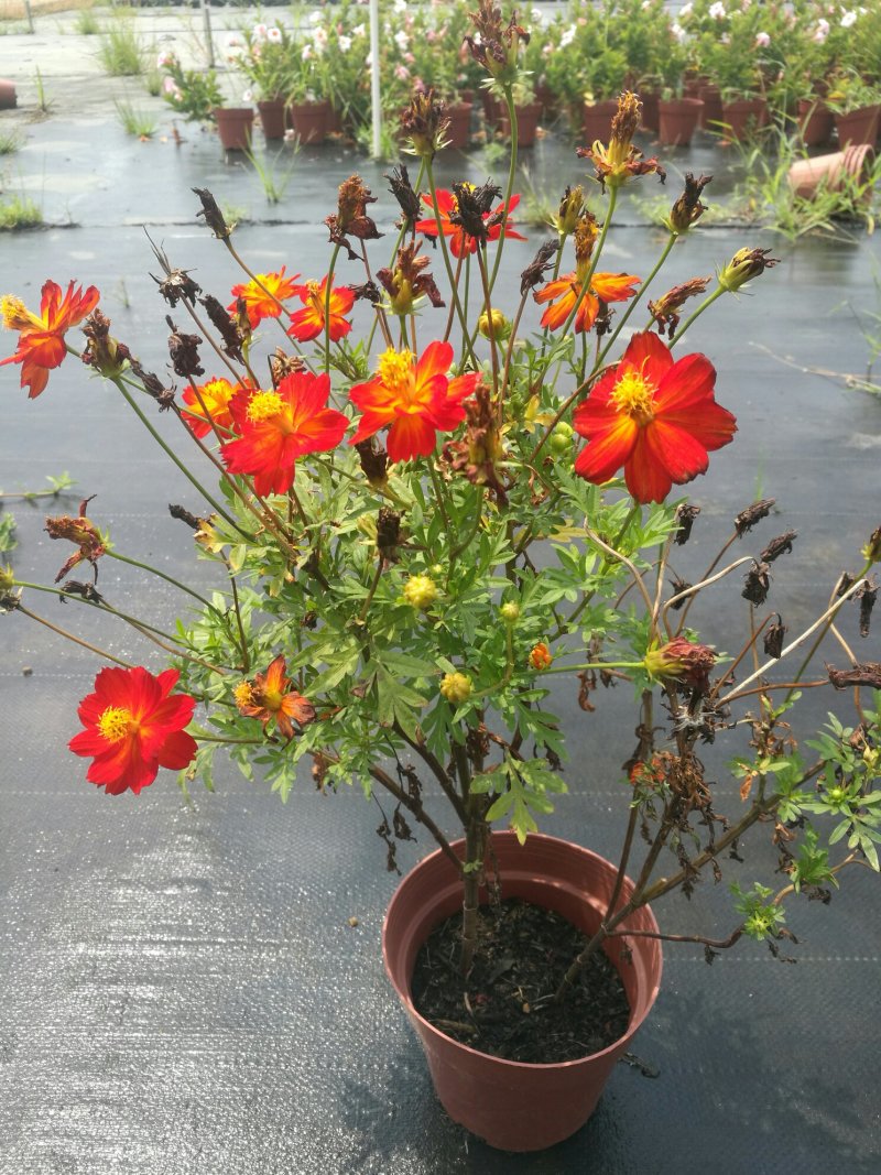 产地供应波斯菊种子