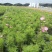 产地供应波斯菊种子