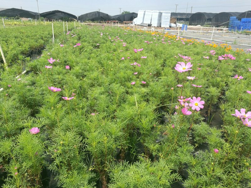 产地供应波斯菊种子