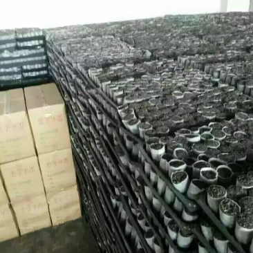 轻基质容器袋